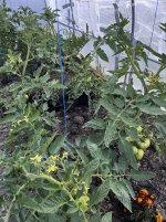 IMG_4722.JPG_compressed.JPEG
